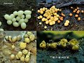 Trichia varia-amf1837-2